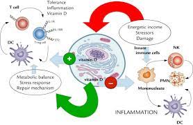The Role Of Vitamin D In The Immune System As A Pro Survival Molecule Clinical Therapeutics