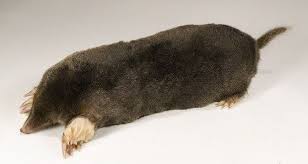 In a mild january and as the month moves to early spring it's the naughty male moles cruising for a mate that dig the shallow tunnels beneath your garden borders and lawns. Mole Mole European Mole Mammals