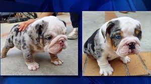 The english bulldog is an affectionate, loving companion breed with a sociable and sweet personality. Caught On Camera Family Chases Bulldog Puppy Thieves In North Hollywood Nbc Los Angeles
