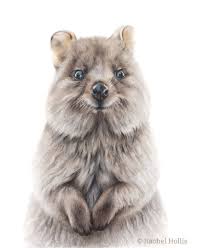 Quokka Fine Art Giclee Print Australian Wildlife Art By Rachel Hollis Australian Animals Nursery Animal Prints Quokka