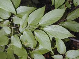 Image result for Celtis