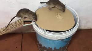 Evde iki tane (sanırım) fare vardı, birisini ben evde yok iken arkadaş çıkartmış diğeride mutfakt bir yerde ama bir türlü bulamadık. Dahice Yapilmis 5 Fare Tuzagi Fare Kapani Nasil Yapilir En Iyi Fare Tuzaklari 1 Youtube