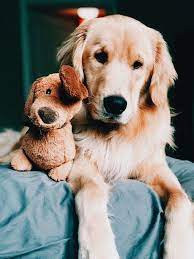 Tap For Those Doggy Lover Products At Shire Fire 40 Off Or More Puppy Powers Sale Plus Free Shipping Worldw Cute Dogs Retriever Puppy Cute Puppies