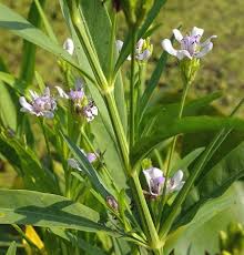 Image result for Justicia salvioides