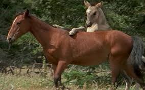 Cloud S Legacy The Wild Stallion Returns Photo Gallery Meet Cloud S Extended Family Nature Pbs Family Nature Beautiful Horses Equine Photography