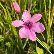 Image result for Gladiolus trichonemifolius