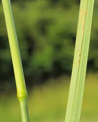 Image result for Agrostis epigejos