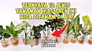 Untuk perawatan dari tanaman air tidaklah rumit. 12 Jenis Tanaman Hias Yang Dapat Hidup Dengan Media Air Youtube