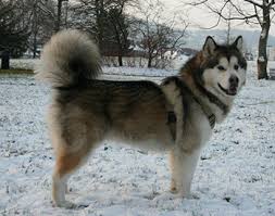 We did not find results for: Csipet Gr Alaskan Malamoyt