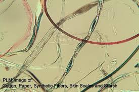 Image result for Polarized Microscopy