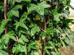 Check out our trellis vine flowers selection for the very best in unique or custom, handmade pieces from our shops. 10 Perennial Vines For Shady Areas