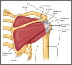 Anterior graphic of the shoulder. Rotator Cuff Anatomy Posterior Download Scientific Diagram