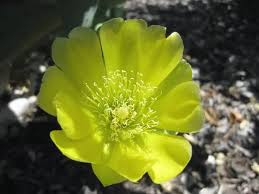 Un cladode fertile può portare sino a una trentina di fiori, ma questo numero varia. Fico D India Consigli Coltivazione E Cura Dell Opuntia Ficus Indica
