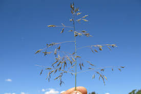 Image result for Eragrostis curvula