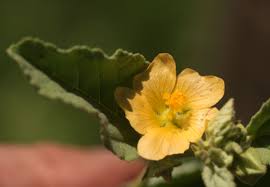 Image result for Sida ovata