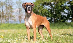 Maybe you would like to learn more about one of these? Boxer Dog Breed Information Characteristics Fun Facts Petcoach