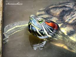 Kura Kura Brasil Res Red Eared Slider Trachemys Scripta Elegans Tortuguitas