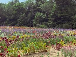Flowers that bloom all summer long. 12 Flowers For A Summer Garden Beautiful Plants That Bloom All Summer Long Rambling Renovators