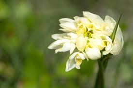 Image result for Eulophia ensata