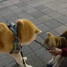 shinji misa en instagram 蒼空先生 ま マジですか 秋田犬 マジになる akitainu