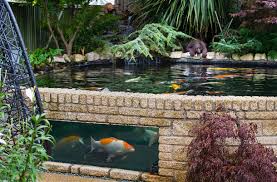 How big should a koi pond be. Your Ponds Kev Green Practical Fishkeeping