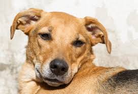 A adoção é um ato de amor e responsabilidade. O Que Faz Do Vira Lata Caramelo O Queridinho Do Brasil Dci