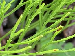 Image result for Psilotum nudum
