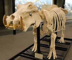 Hippopotamus Skeleton Osteology Museum Moore Ok Animal Skeletons Animal Bones Fossil Bones