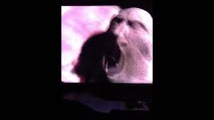 Narcissa and lucius screaming for their son in the middle of an epic battle. Anaklusmos129 Harry Potter Screaming Book Youtube