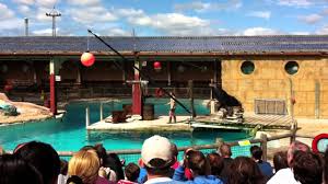 We did not find results for: Seal Show In Flamingo Land Zoo Uk Youtube