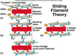 Myosin Crossbridge Cycle Anatomy And Physiology Physiology Anatomy Study