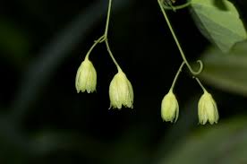 Image result for Adenia gummifera