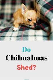 Do Chihuahuas Shed Chi Pets Chihuahua Chihuahua Facts Chihuahua Dogs
