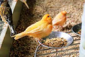 Dalam satu kandang koloni, jumlah pasangan kenari yang ideal mampu 1 pejantan 4 betina atau dua pejantan 8 betina. Analisa Cara Beternak Burung Kenari Dan Keuntungannya