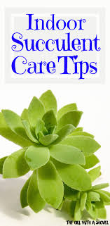 Keep Your Succulent Alive And Healthy Taking Care Of Succulents Succulent Care Indoor Indoor Succulent Planter