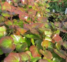 Image result for Blyxa hexandra