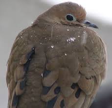 Common Birds Of Cape Cod Snow Bird Common Birds Beautiful Birds Pet Birds