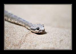 Sand Snake Snake Snake Venom Sand