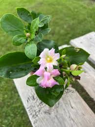 Image result for Pereskia