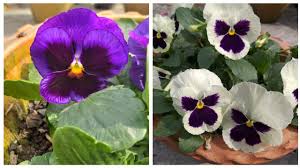Pansies were developed from violas by plant breeders more than two hundred years ago. Pansy Flowers Plant Care Tips How To Grow Pansy Easily Soil For Pancy Viola Monkey Face Flower Youtube