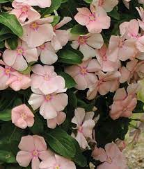 Trailing Vinca Peach Sun Or Part Shade Low Trailing Groundcover Blooms All Summer Maybe Earlier And Later Us Annual Flowers Flower Seeds Trailing Vinca