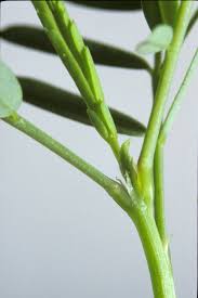 Image result for Sesbania sesban