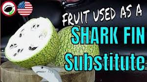 Cucurbita ficifolia is a perennial woody member of the cucurbita genus in the family cucurbitaceae. Vegan Shark Fin Soup Fig Leaf Melon Review Cucurbita Ficifolia Weird Fruit Explorer Ep 321 Youtube