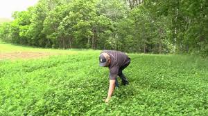 Every deer hunting property should have at least one clover plot. Alfalfa Vs Clover Food Plot Whitetail Deer Nutrition Grandpa Ray Outdoors Youtube