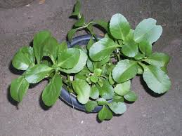 Pin De Ty Shaw Em Ewe Osanyin Plant Preservation Project Plantas Medicinais