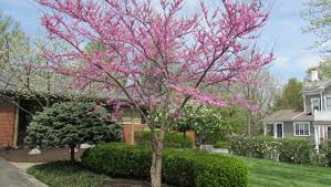 Maybe you would like to learn more about one of these? The Best Time To Plant A Tree Is 25 Years Ago