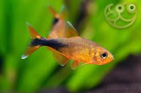 Image result for Tetraria mlanjensis