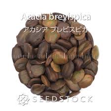 Image result for Eriospermum porphyrium