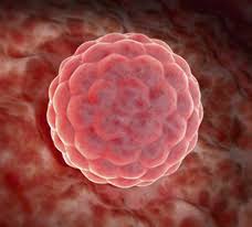 At 3 weeks pregnant you might not ever see your baby on an ultrasound because your baby is so small. You Are 3 Weeks Exactly Pregnant Familyeducation