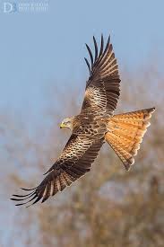 Birds For Sale In Ohio Craigslist Red Kite Largest Bird Of Prey Birds Of Prey Pet Birds